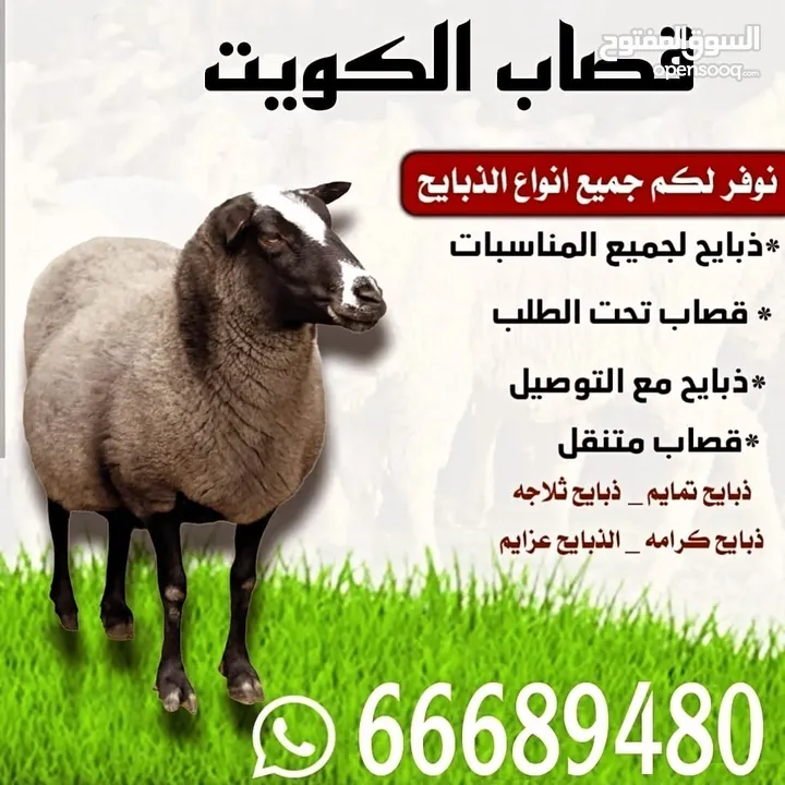 قصاب الكويت اغنام ذبايح للبيع