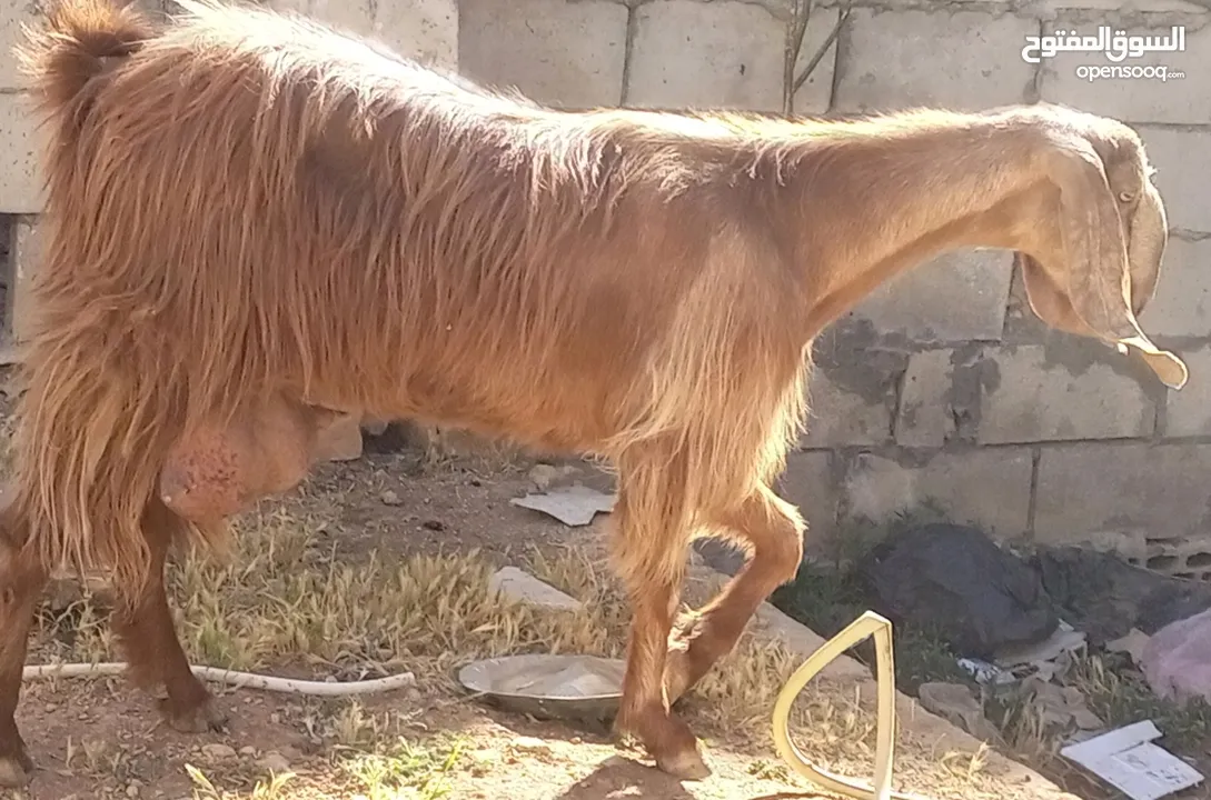 عنز حليب بصلاة على النبي