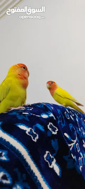 Rosy-faced lovebird  man & Woman