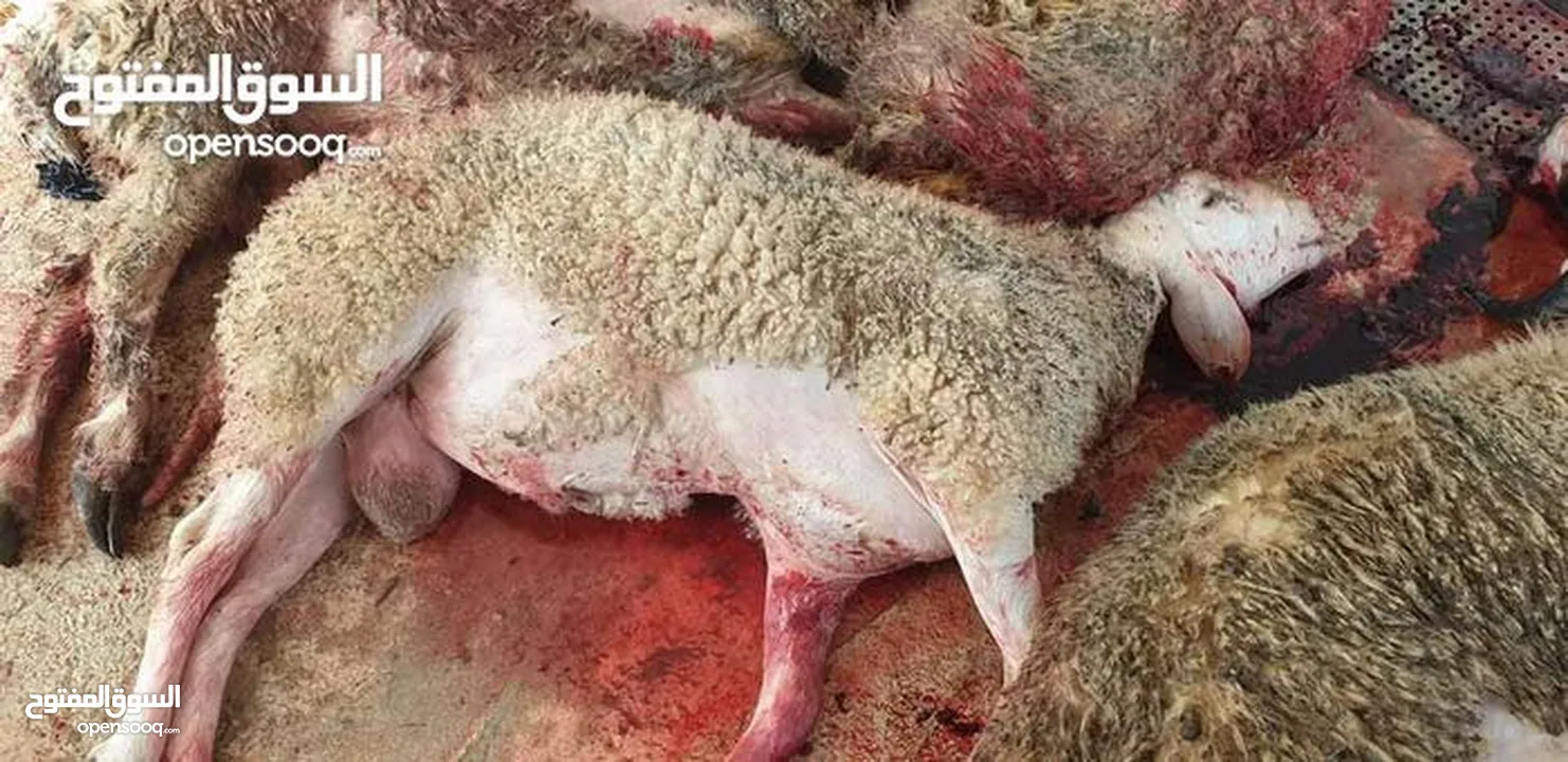 لحام متنقل ذبح أضاحي خاروف عجل بلدي جمل غنم بلدي روماني برزيلي كولمبي اسباني خروف بلدي جزار متنقل