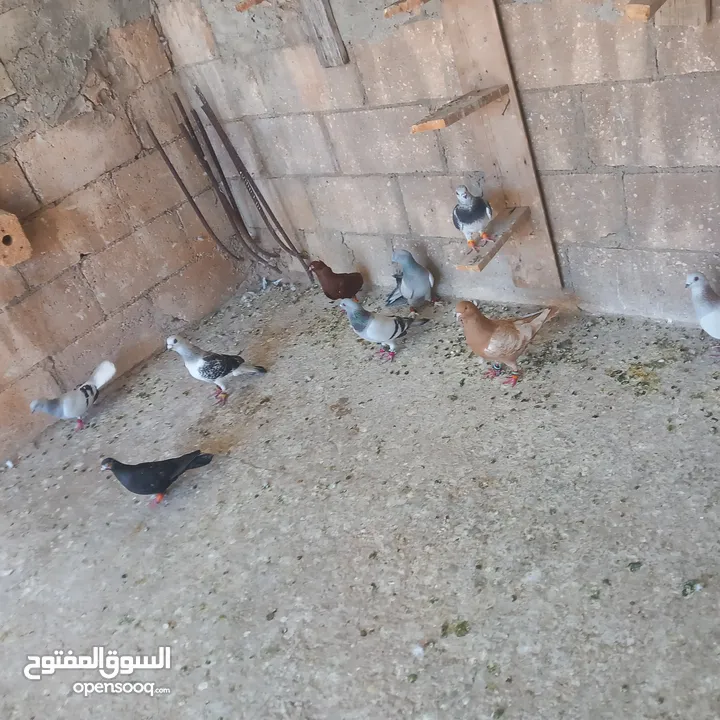 حمام البيع