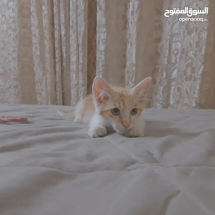 قطط لتبني ذكر وانثى عمر شهرين ونص