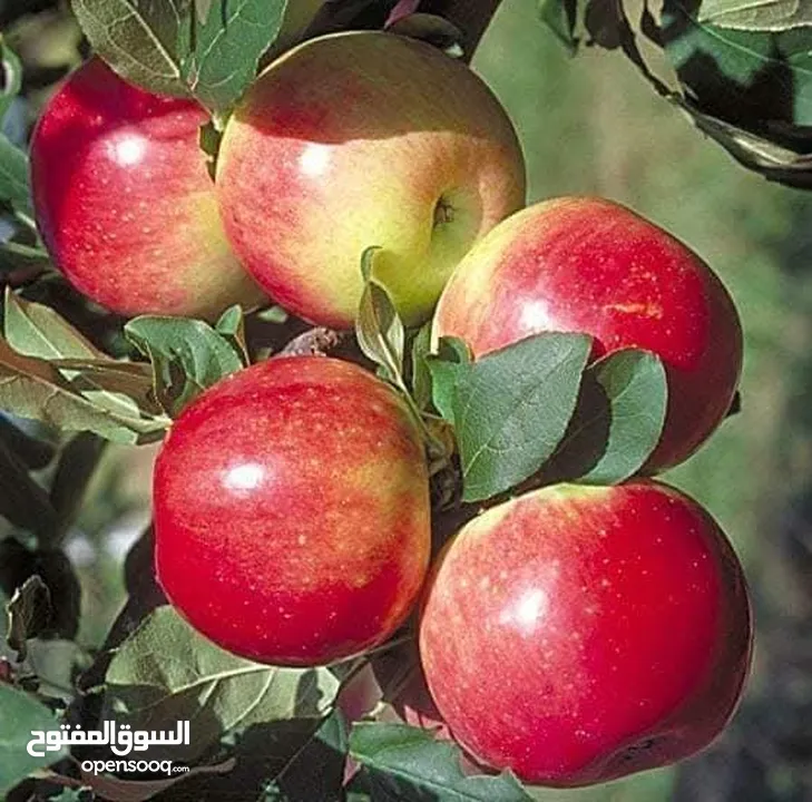 الأشجار المثمرة والزينة تجمع بين الجمال والفائدة، تنسيق وصيانة الحدائق الداخليه والخارجية