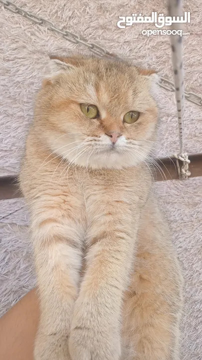 3قطط سكوتش فولد