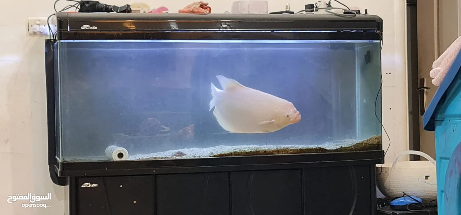Gaint Gourami with fish tank
