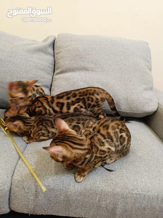 Bengal kittens 3 months old