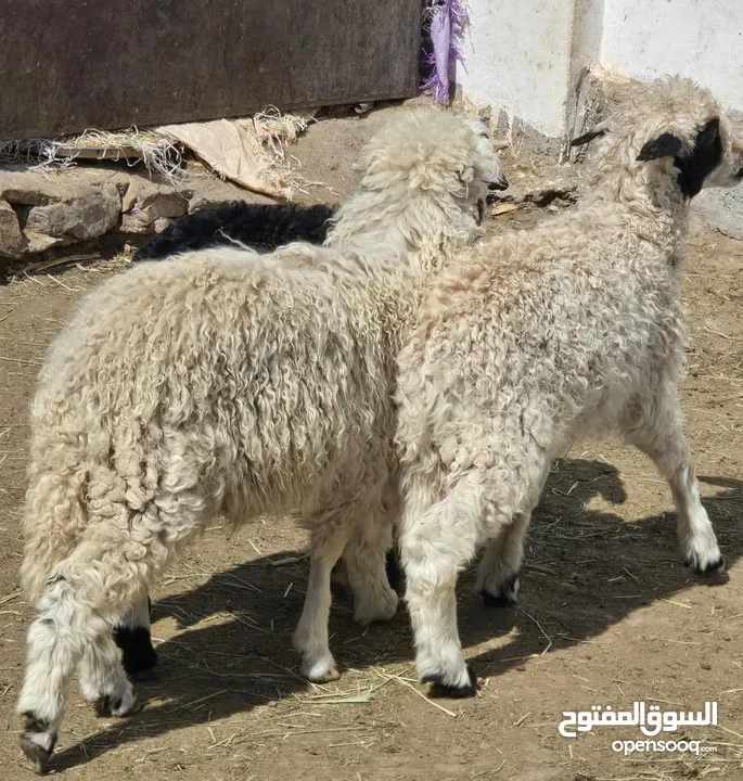 كبشان عمانيات ذبايح حلوات ونظيف  الرأس بالجمله وتنقي