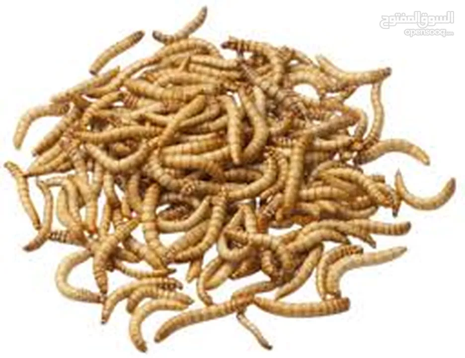 ميل وورم /دود قبابي /mealworms