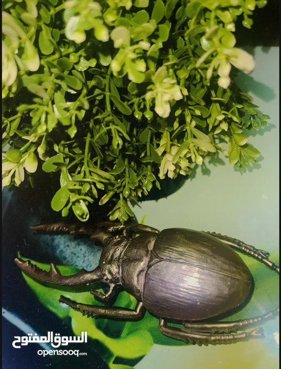 (Stag Beetle.)   خنفساء العملاقه ذات القرون