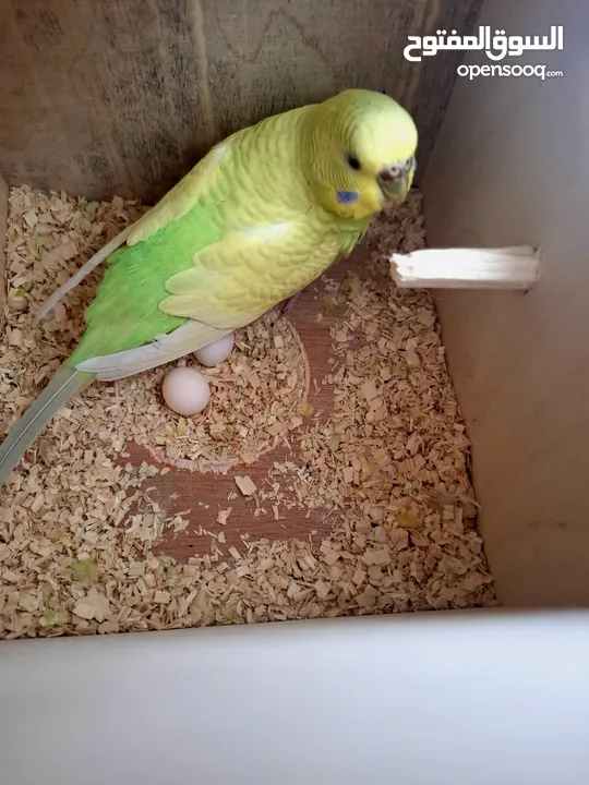 عصافير بادجي للبيع  بادجي 2 حبات او بيضة 2 حبات او قفص