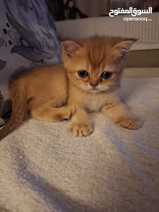 kittens for sale 60 days old    Scottish.