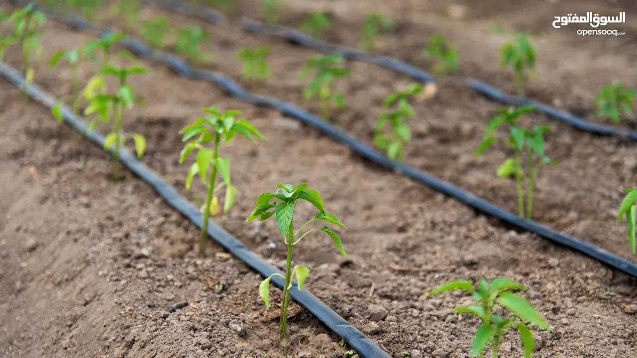 irrigation work