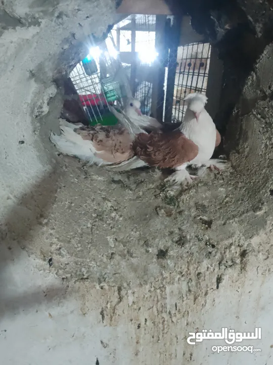 ماشاءالله متاح موجودات طبربور