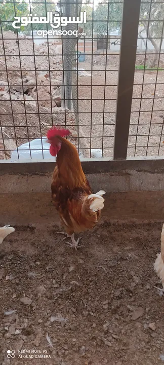 دجاج لوهمان