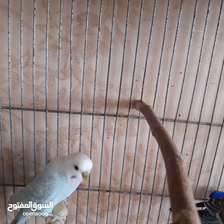 طيور حب للبيع سعر الجوز 15دينار مع قفص والمعالفه وبياضاه . طيور حب انجليزي