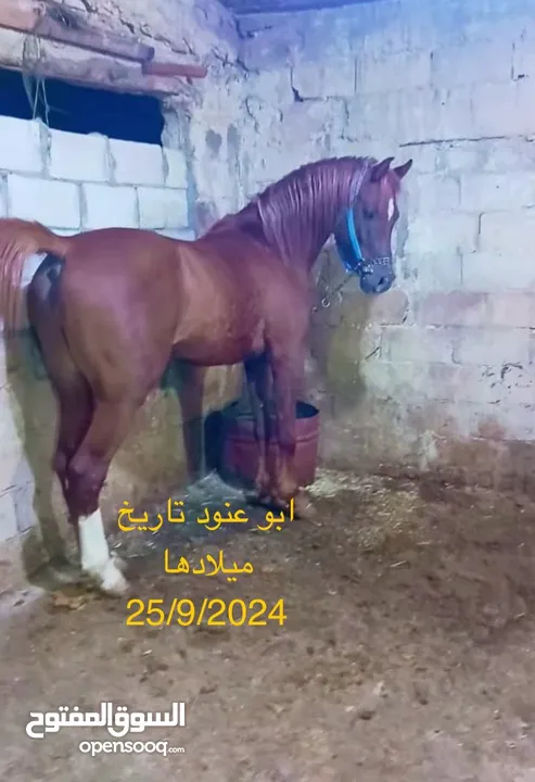 مهره عربيه بدون ورق