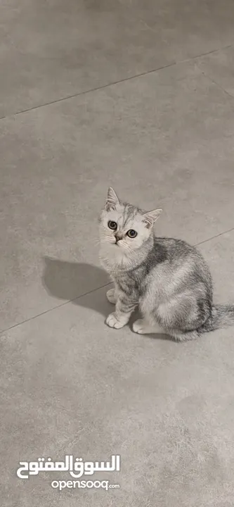 قطط كبيرة للتبني انواع مكس