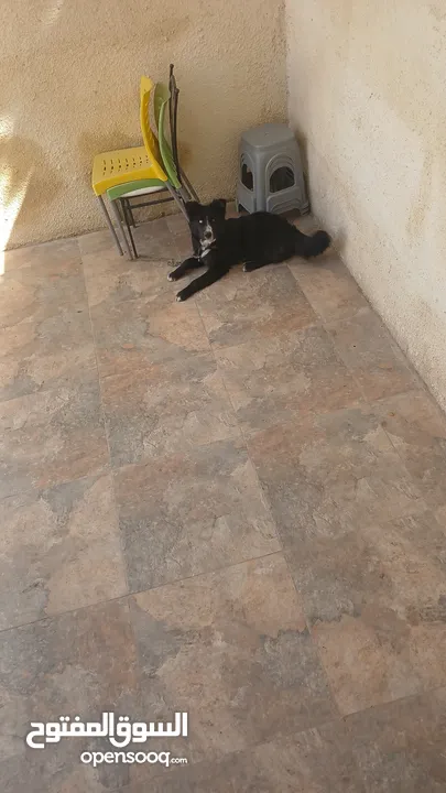ذكر بسعر مغري