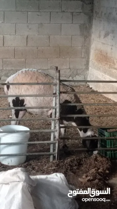 عبورة لحم للبيع االلي معني يتواصل معي