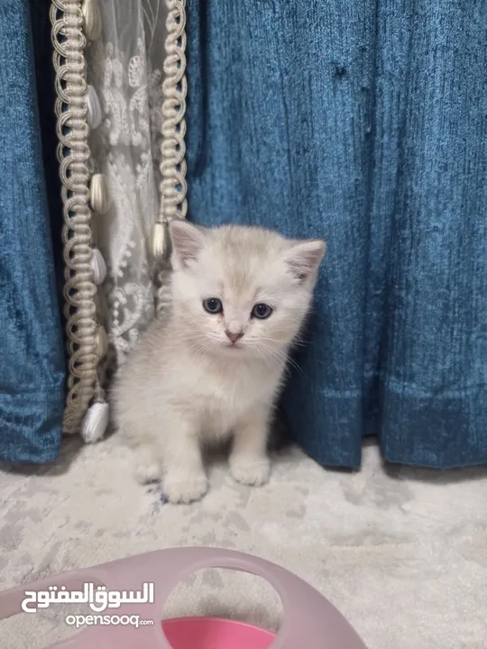 Zoti and Pure Chinchilla British