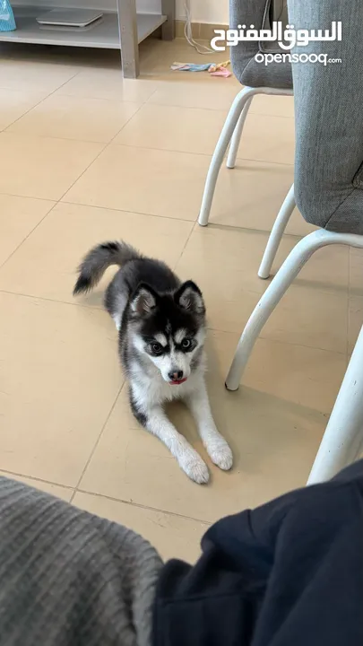 Contace me ONLY for who will love my 8 month old Pomsky..