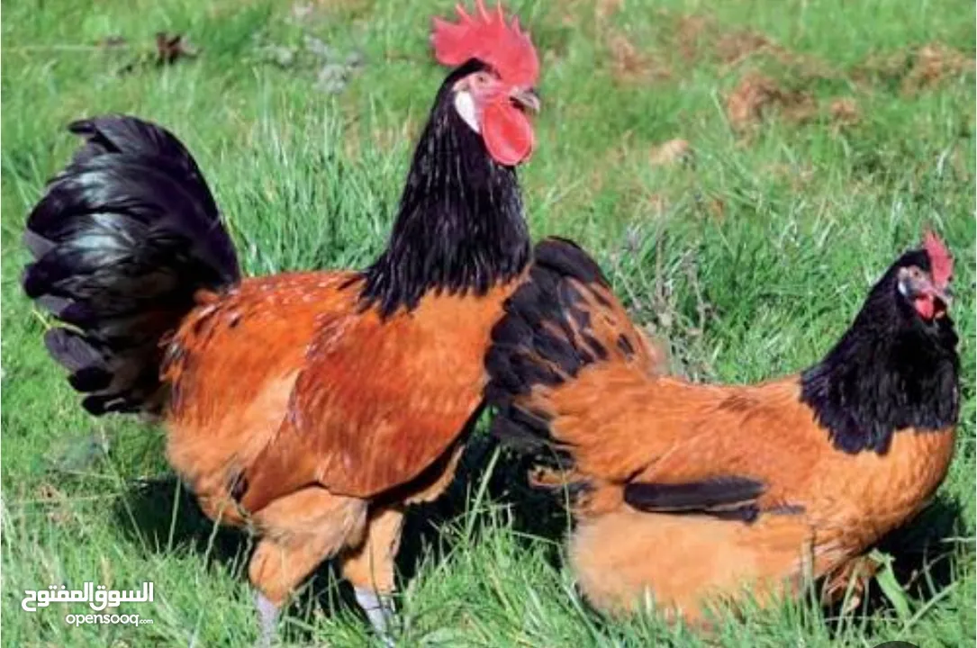 للبيع فروخ زينة من ساس نظيف وسلالة مميزة