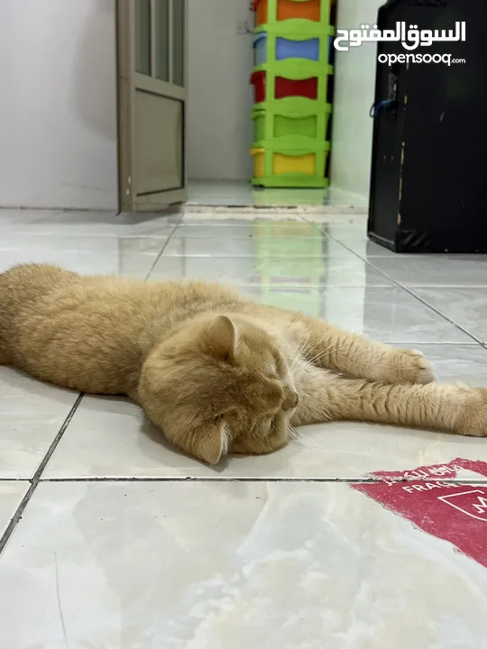 قطتان جميلتان تبحثان عن بيت دافئ  Two lovely cats looking for a loving home