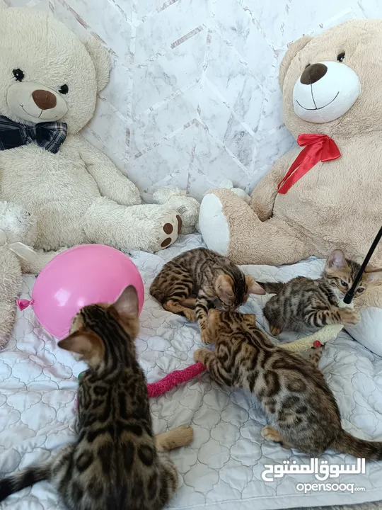 Bengal kittens