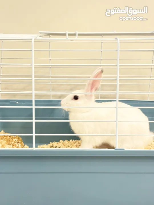 Selling a Dwarf Rex Mix Rabbit