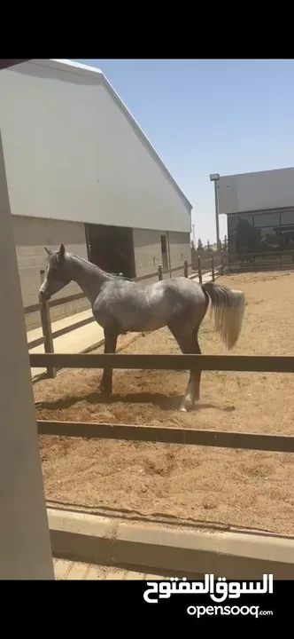 مهره عربيه مسجله عمرها سنه واربع شهور للبيع