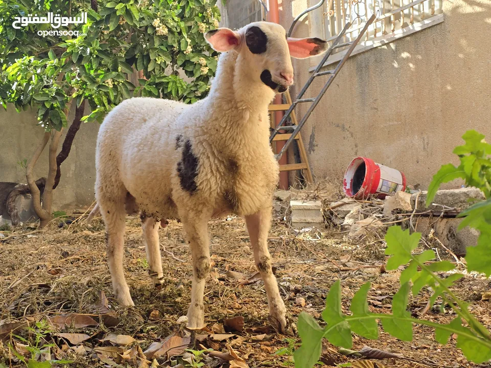 خروف نخب النخب