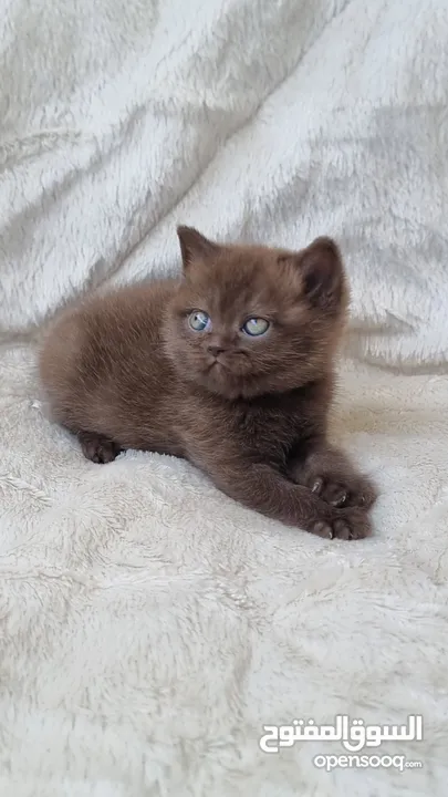 British cinnamon/female British blak cinnamon/male بريتش سينامون انثى  بريتش سينامون بلاك ذكر