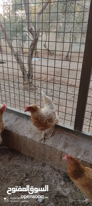 دجاج لوهمان