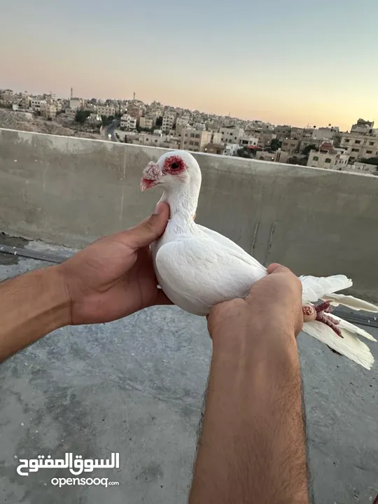 طيوور حمام للبيع بسعر مناسب تنظيف سطح