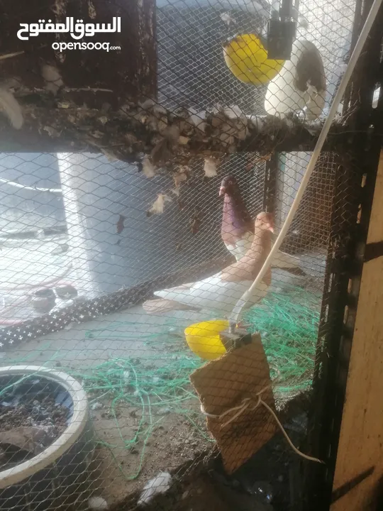 جوزين يهودي جوز اصفر وجوز احمر على صفره