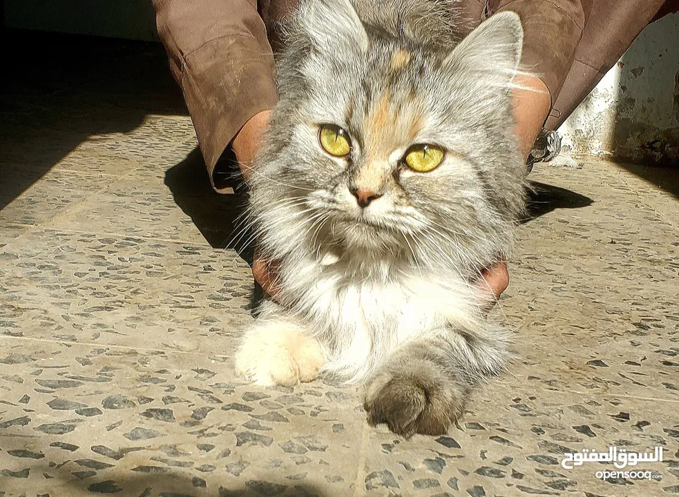 قطة شيرازي نظيف مدربه السعر 35000الف