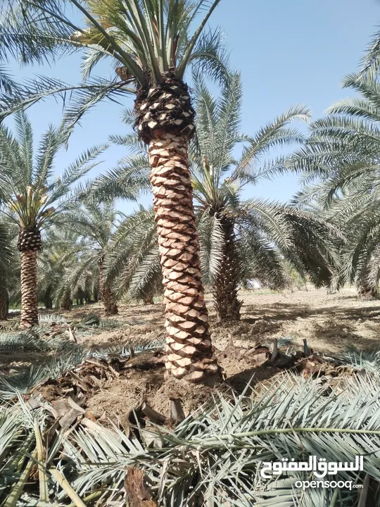 أشجار نخيل للبيع