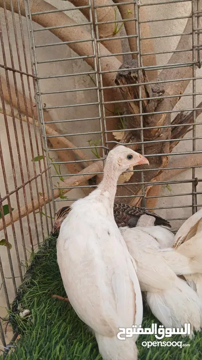 فراخ فرعوني ابيض و اسود