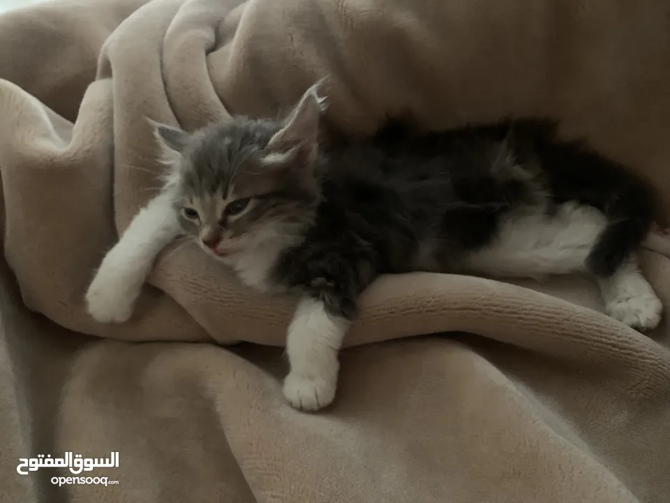 قطة صغيرة للبيع ( عمر شهرين تقريباً )