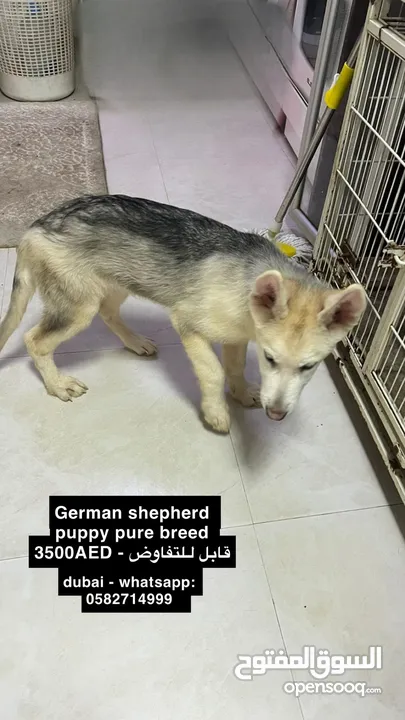 German shepherd pure breed puppies جرمن بيور