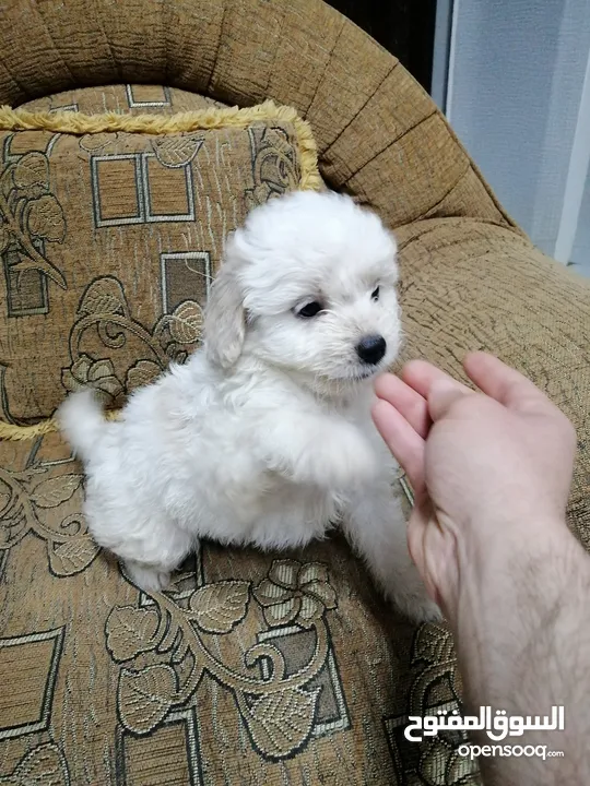 انثى فرنش تيرير عمر شهرين   puppy 2-months female - French Terrier