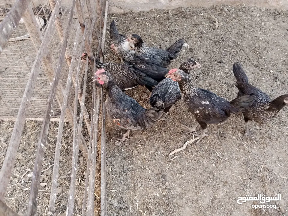 أرانب بلدي و فرنسي للبيع  ديوك بلدي للبيع