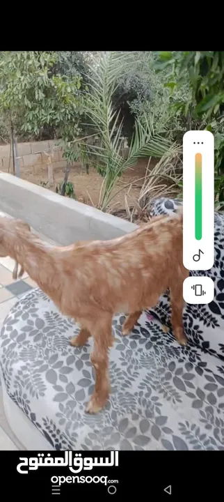 بسم الله ماشاء الله سخلات شاميات مميزات