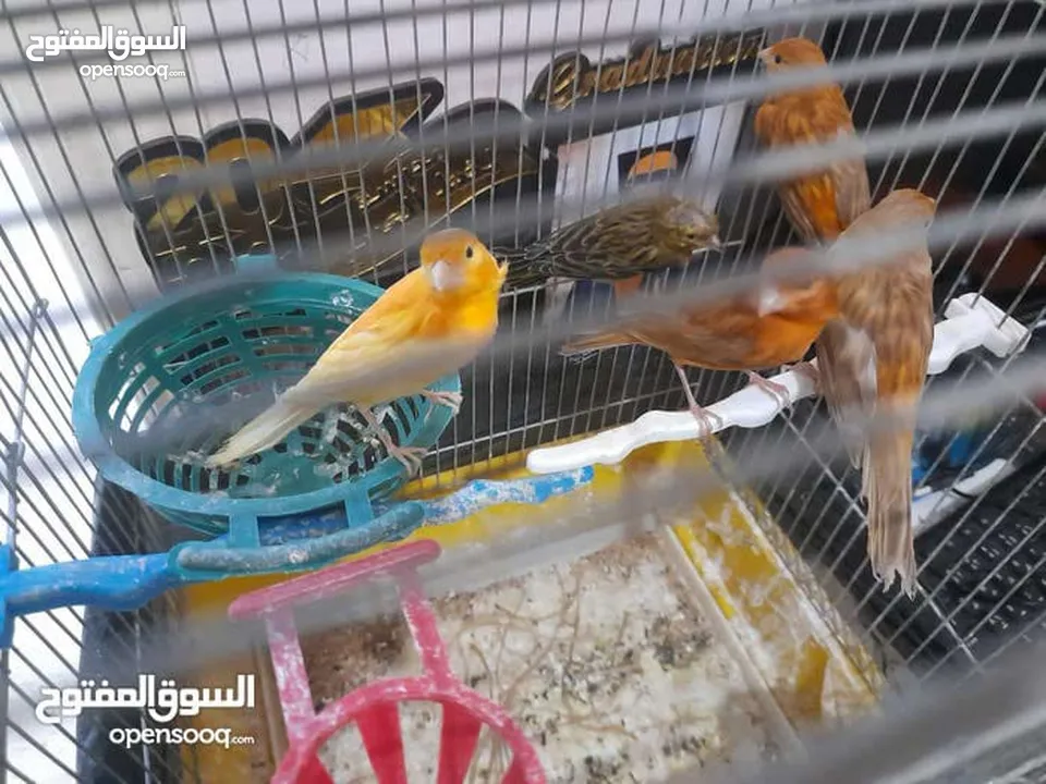 صلات النبي كوم كنار للبيع صحه ونضافه والوان بجنن
