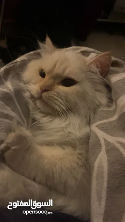 شيرازي للبيع عمرها سنة وشوي سعرها 600(قابل للتفاوض المعقول) اجتماعية وبترد عصحابها ومتعودة عالحمام