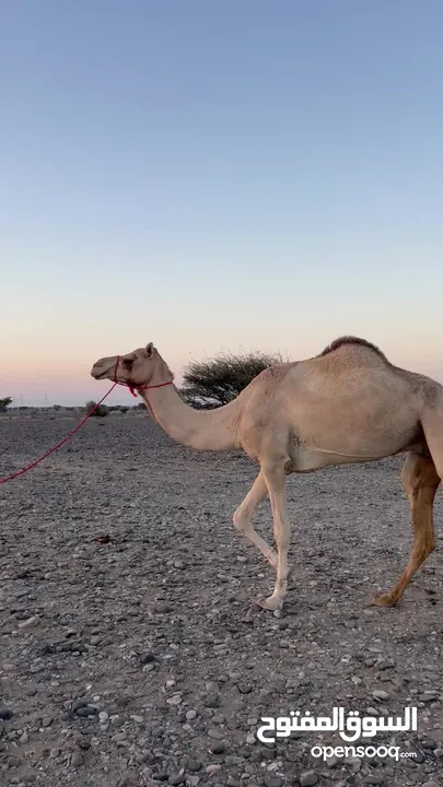 للبيع ناقه حايل مهجنه تصلح للذبح او انتاج جاهزه للمناخ