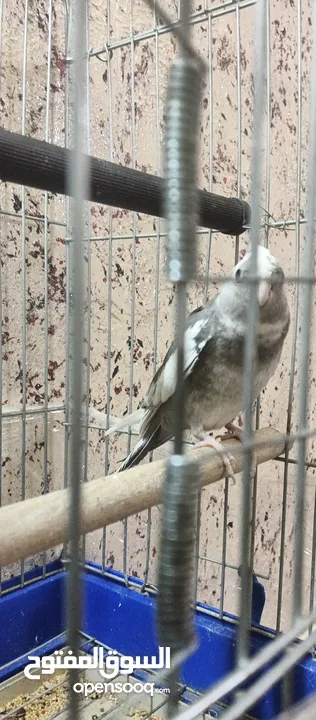 كوكتيل للبيع مع قفص كاسكو حبه بالصلاه على النبي عجينه اليفه جدا جدا جدا