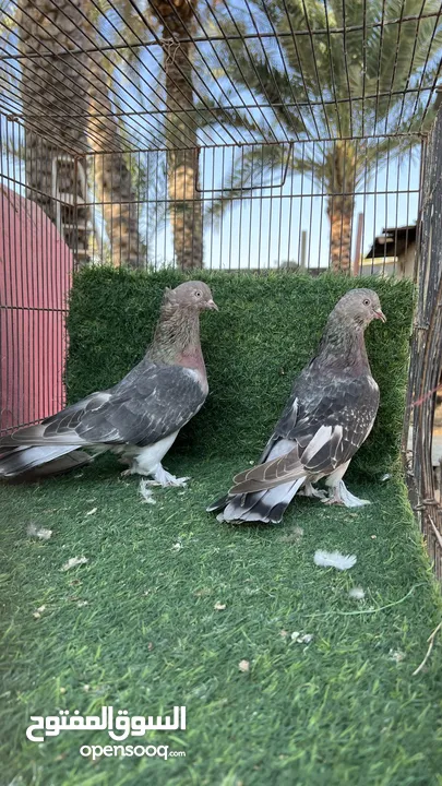 Turkish Tumbler pigeon