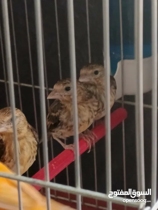 فراخ بندوق حسون عدد 3 فحول باذن الله صحه