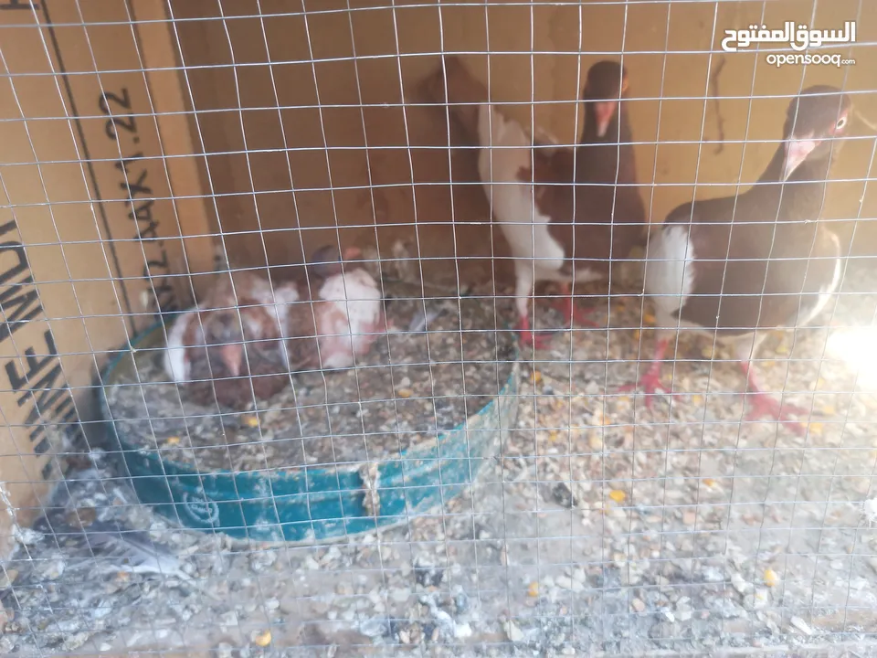 حمام كش وزق حمام حلوه للبيع سعر مغري سبب  محتاج مصاري عشان اعيد من الاخر يعني